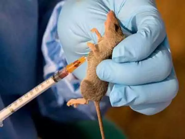 Lassa Fever Kills Doctor And Three Others In Anambra